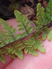 Myriopteris alabamensis