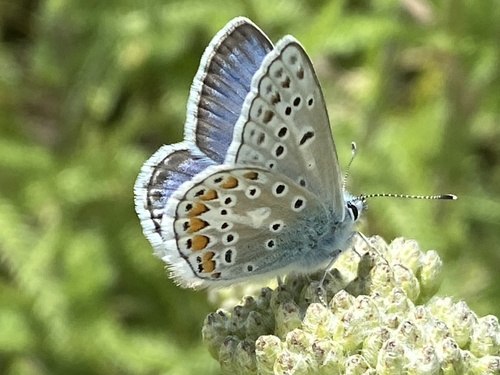 Polyommatus eros (Ochsenheimer, 1808)