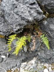 Myriopteris alabamensis