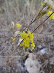 Bupleurum veronense