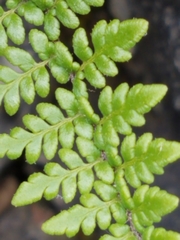 Myriopteris alabamensis