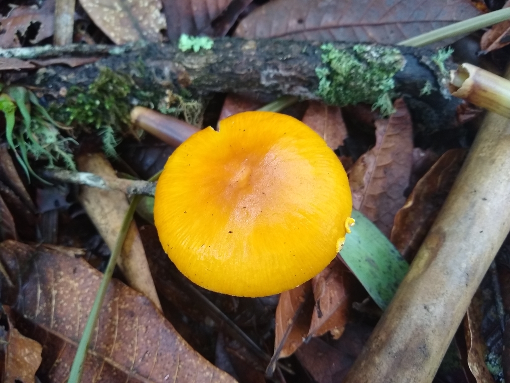 Amanita flavoconia · April 2019 · photo: © alexandermartinez (iNaturalist, cc-by)