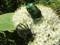 Cetonia aurata