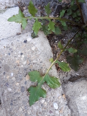 Mycelis muralis