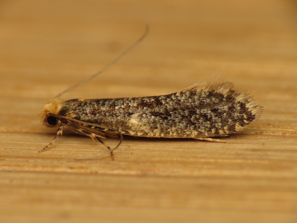 Skin Moth