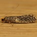 Skin Moth - Photo (c) Donald Hobern, some rights reserved (CC BY)