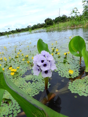 Pontederia azurea