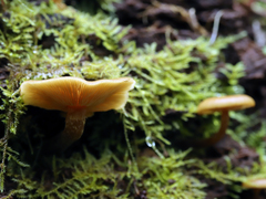 Galerina marginata