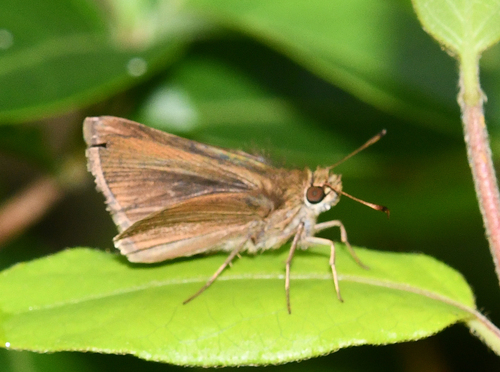 Euphyes cherra