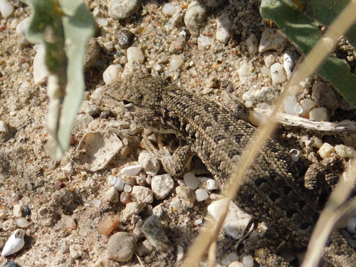 Wiegmann's tree iguana, Liolaemus wiegmannii