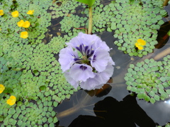 Pontederia azurea