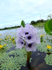 Pontederia azurea