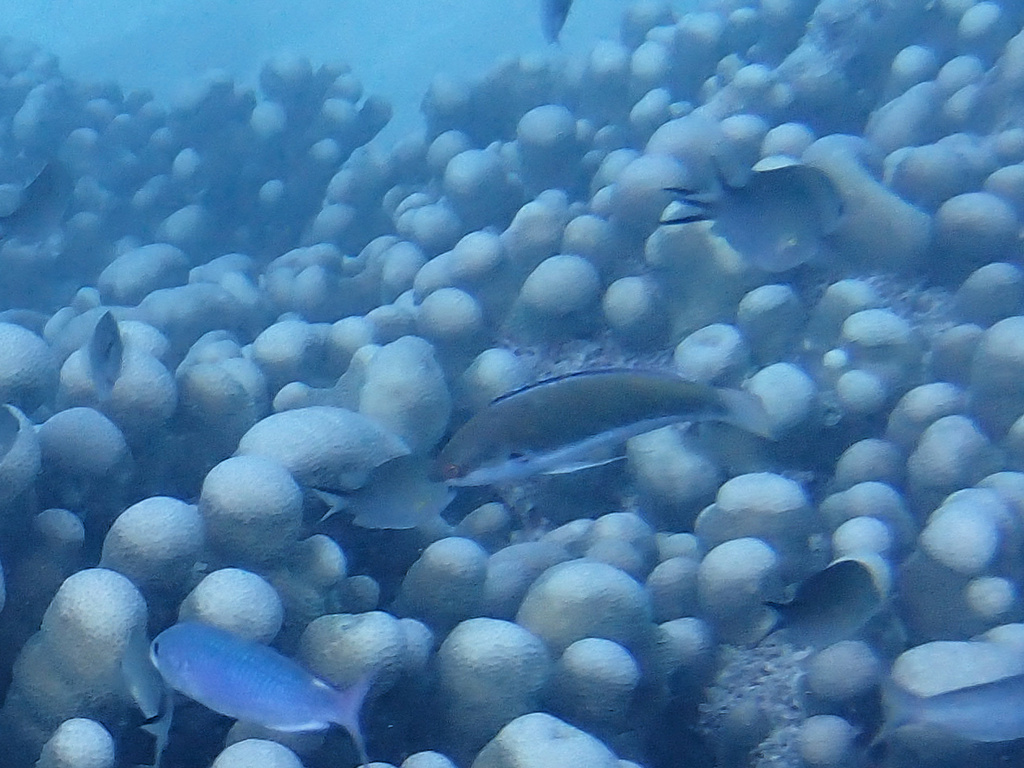 Black-finned Wrasse