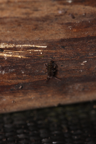 Shaggy Springtail, Anna Paulowna, Nederland, photo 10 of 10