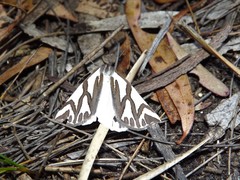Thalaina inscripta