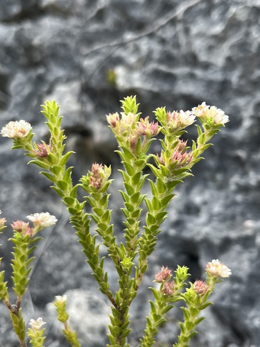 Baardskeerders Bitterbuchu (Diosma awilana)