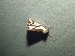 Thalaina inscripta