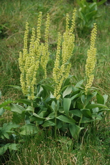 Veratrum oxysepalum