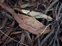 Monoctenia falernaria