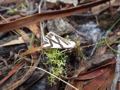 Thalaina inscripta