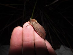 Oxycanus sphragidias