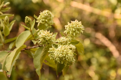 Image of Getonia floribunda by (c) deepachandran, some rights reserved (CC BY-SA)