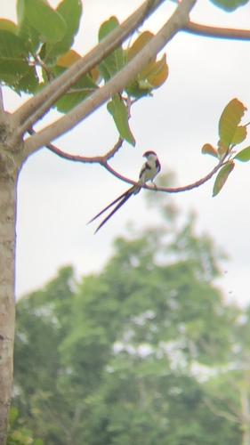 Pin-tailed Whydah