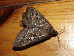 Oxycanus australis