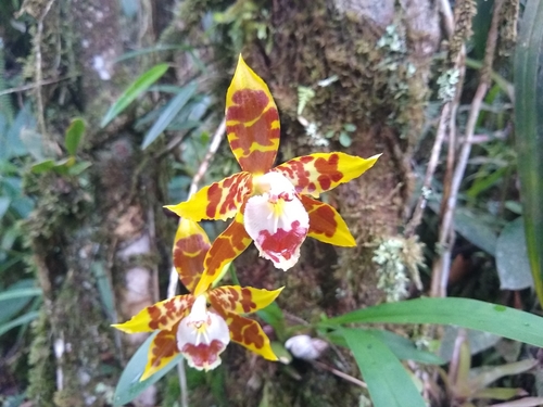 Oncidium spectatissimum