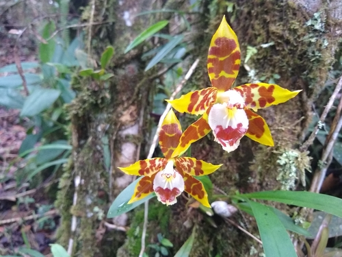 Oncidium spectatissimum, photograph 1