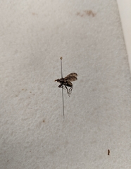 Diptera