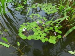 Pontederia diversifolia