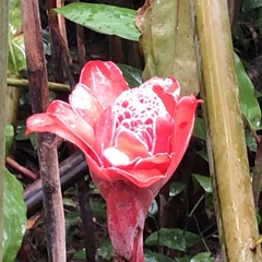 Etlingera elatior image
