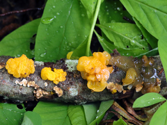 Tremella mesenterica