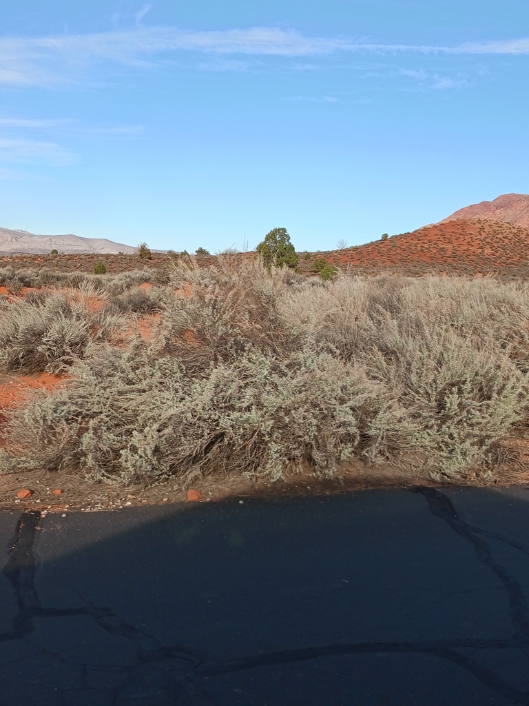 sand sagebrush from Ivins, UT, USA on February 25, 2024 at 08:30 AM by ...