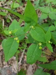 Euphorbia mercurialina