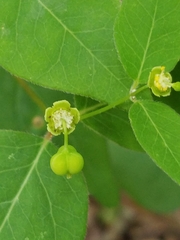 Euphorbia mercurialina