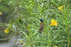 Cyanomitra verticalis