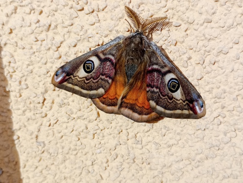 Emperor moth