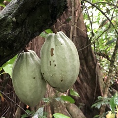 Theobroma cacao image