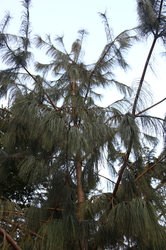 Qiaojia pine (Pinus squamata)