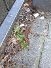 Capsella bursa-pastoris