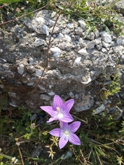 Campanula ramosissima