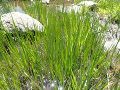 Juncus xiphioides