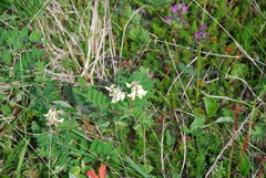 Astragalus frigidus