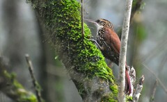Scalloped Woodcreeper photo 5