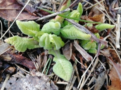 Primula veris macrocalyx