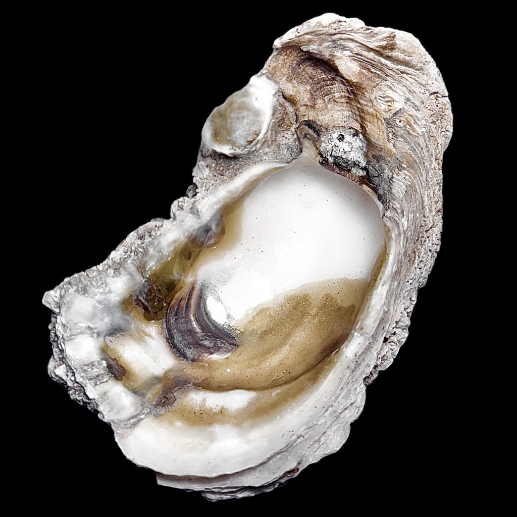 Oysters and Allies