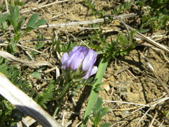 Astragalus danicus