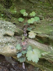 Heuchera missouriensis